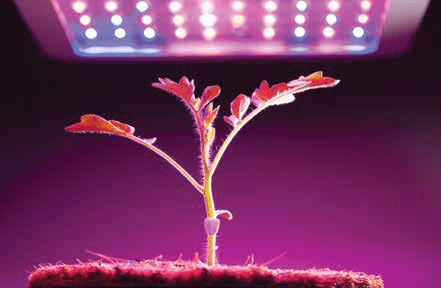 LED Market